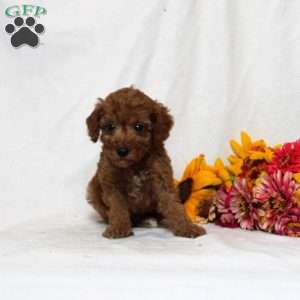Beatrixx, Mini Goldendoodle Puppy
